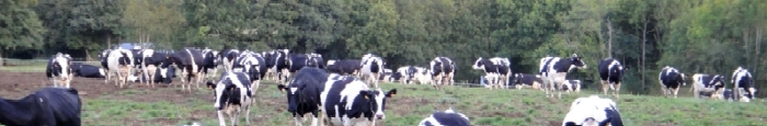 vaches laitiére