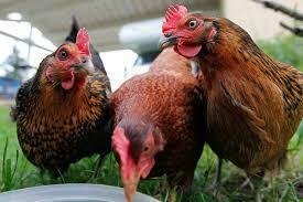 Influenza aviaire – Produits traités thermiquement