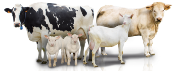 Plaquette sur les races bovines, ovines et caprines françaises en langues étrangères 