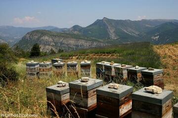 Comité stratégique pour l'apiculture du 17 mars