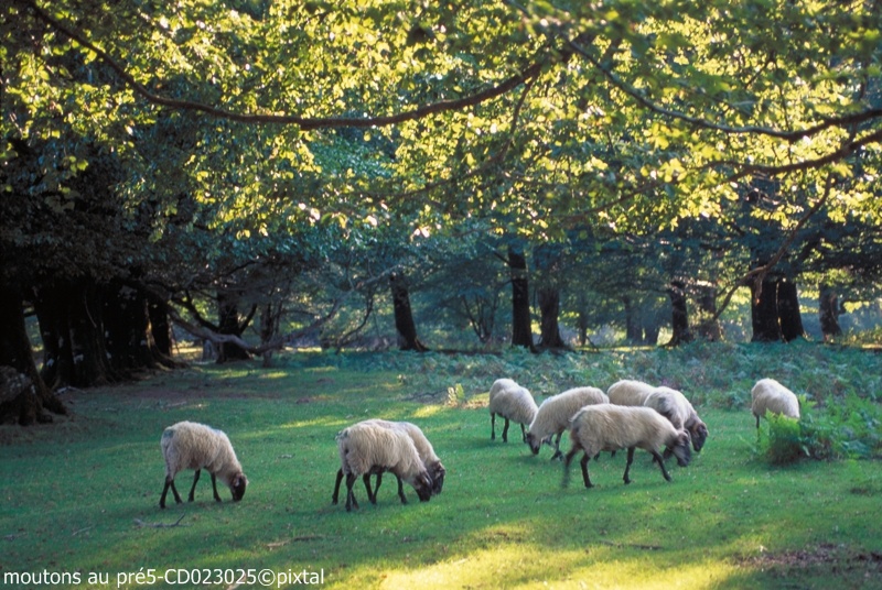 moutons au pré