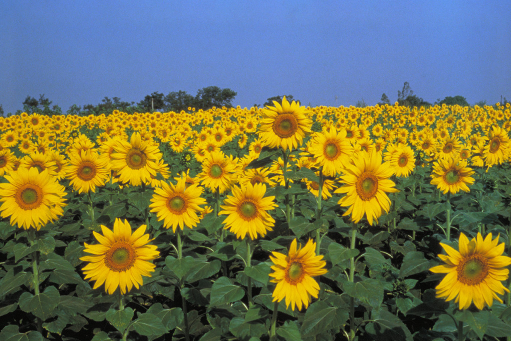 champs de tournesol