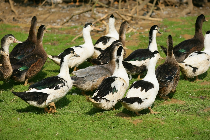 Bande de canards